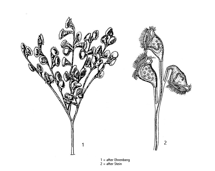 Carchesium-polypinum