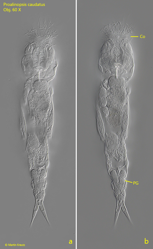 Proalinopsis-caudatus