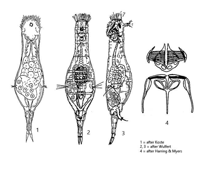 Proalinopsis-caudatus