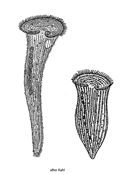 Stentor-polymorphus
