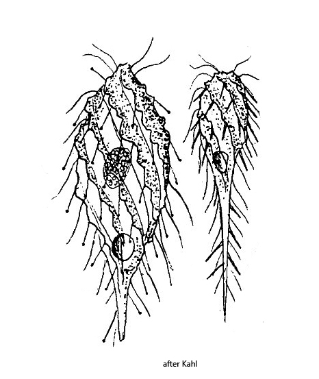 Dactylochlamys-pisciformis