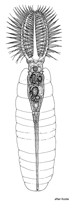 Stephanoceros-fimbriatus
