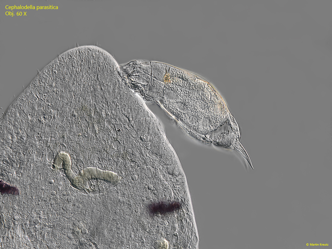 Cephalodella-parasitica