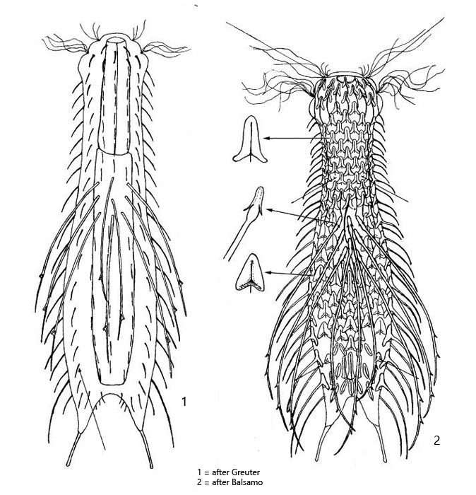Chaetonotus-novenarius
