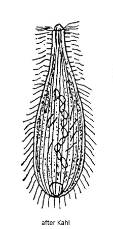 Enchelyodon-monilatus