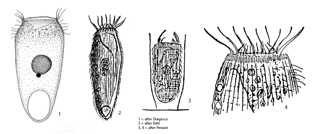 Pelatractus-grandis