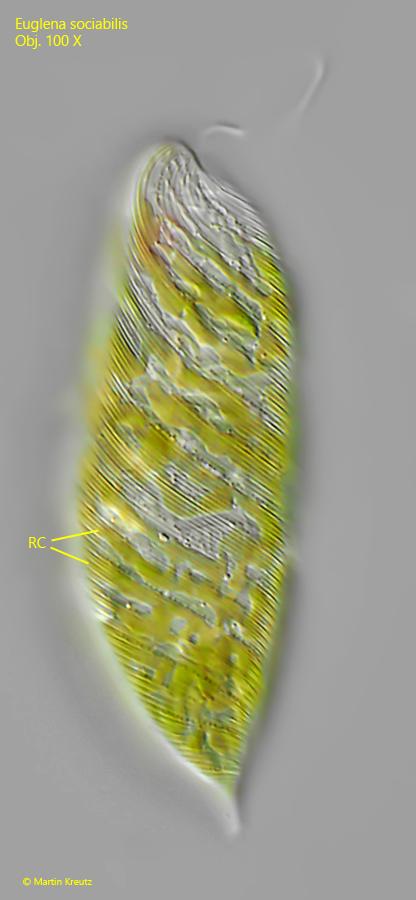 Euglena-sociabilis