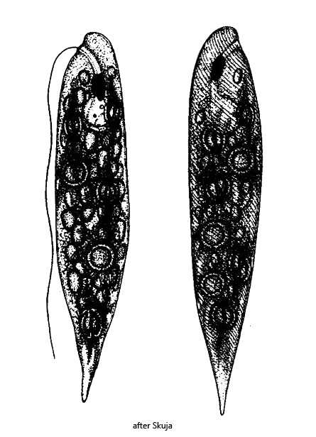 Euglena-sociabilis