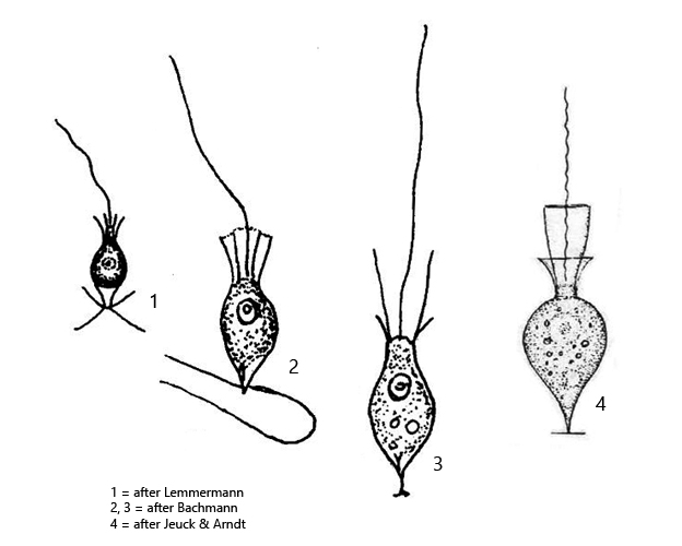 Salpingoeca-frequentissima