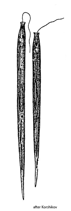 Lepocinclis-cyclidiopsis