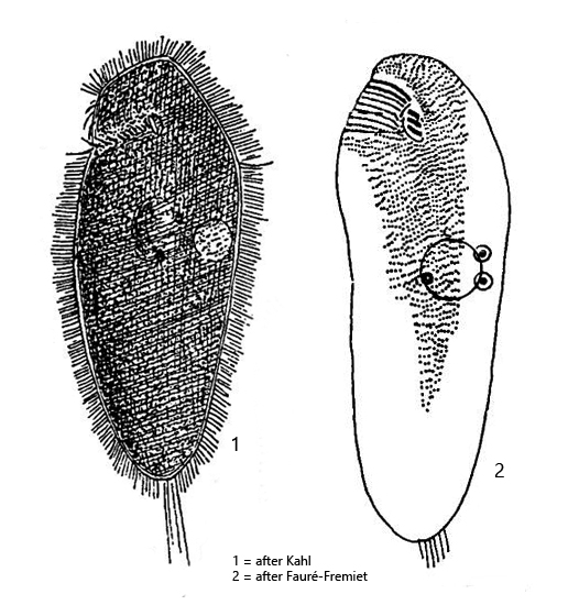 Loxocephalus-luridus