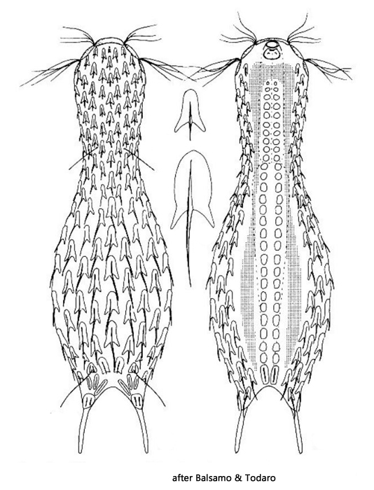 Chaetonotus-italicus
