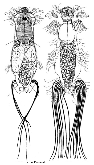 Neogossea-fasciculata