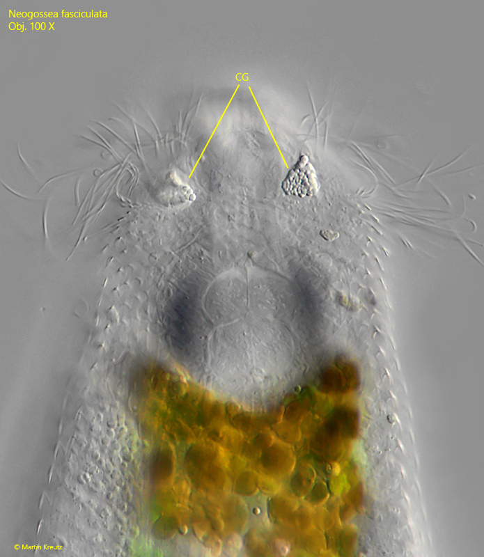 Neogossea-fasciculata