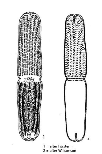 Tetmemorus-brebissonii