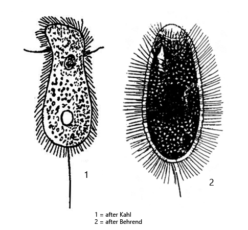 Dexiotricha-granulosa