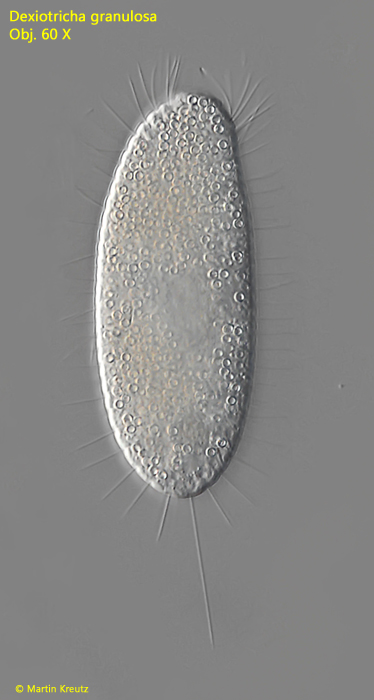 Dexiotricha-granulosa