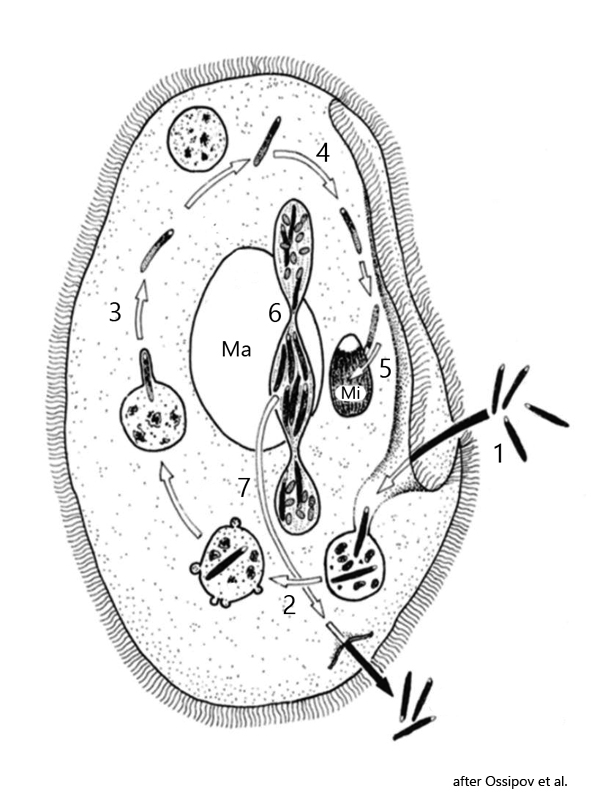 Paramecium-caudatum, Holospora