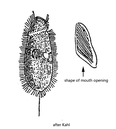 Loxocephalus-plagius