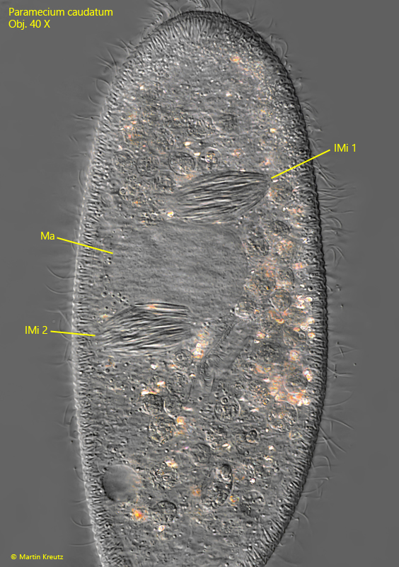 Paramecium-caudatum, Holospora-elegans