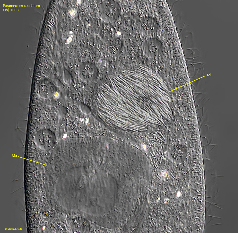 Paramecium-caudatum, Holospora-elegans