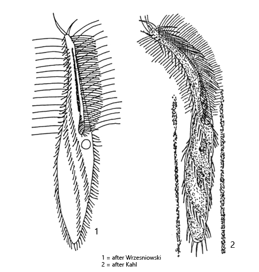 Stichotricha-aculeata