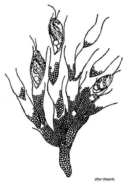 Aphanocapsa-parasitica