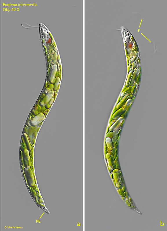Euglena-intermedia