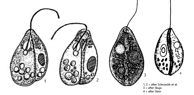 Notosolenus-mediocanellatus