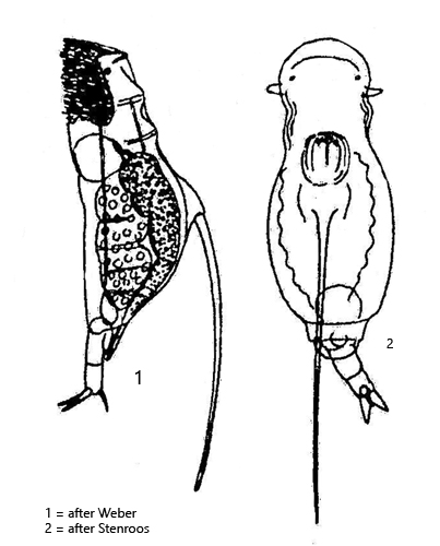 Squatinella-longispinata