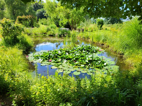 Pond of the convent Hegne, Jul. 2024