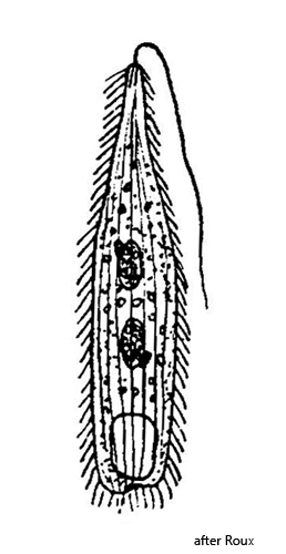 Ileonema-ciliata
