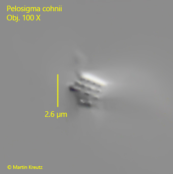 Pelosigma-cohnii