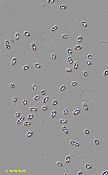 Rhodobacteria-4