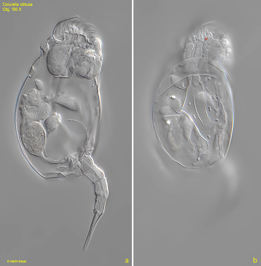 Colurella-obtusa