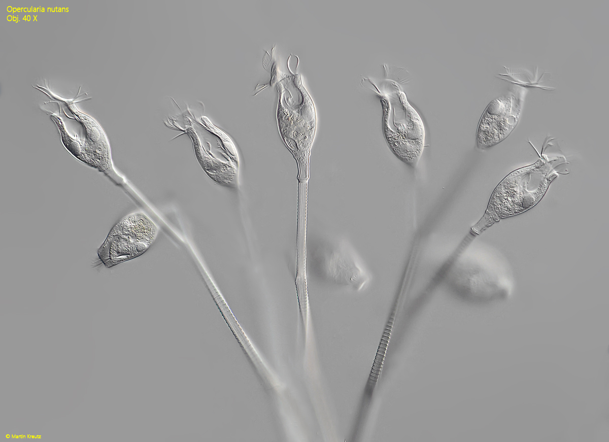 Opercularia-nutans