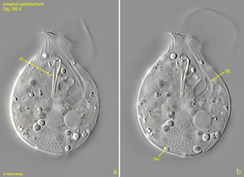 Urceolus-cyclostomum