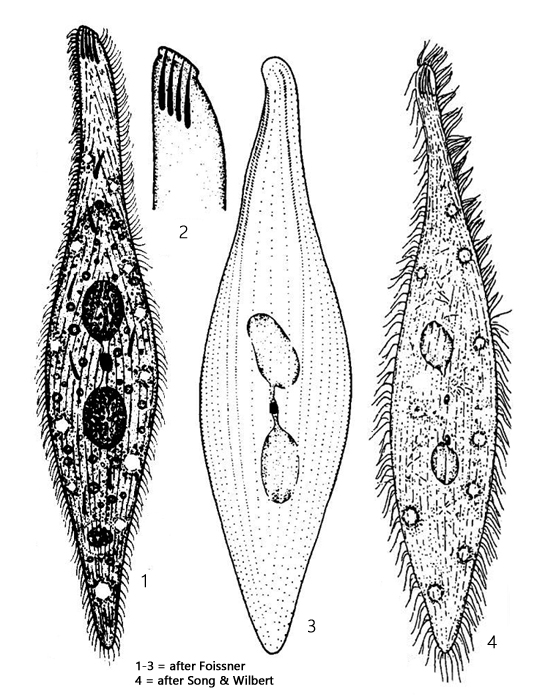 Amphileptus-pleurosigma