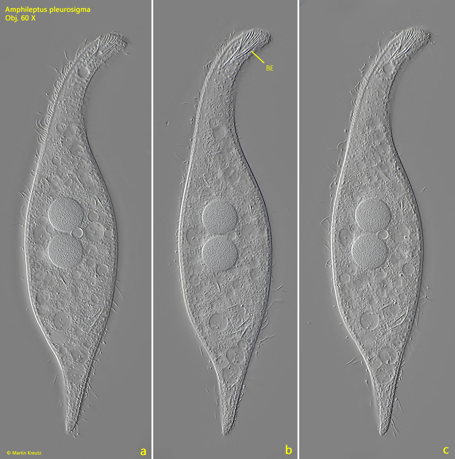 Amphileptus-pleurosigma
