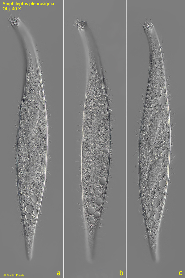Amphileptus-pleurosigma