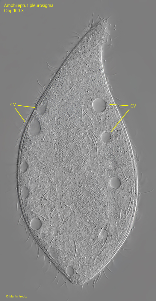 Amphileptus-pleurosigma