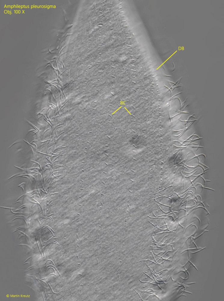 Amphileptus-pleurosigma