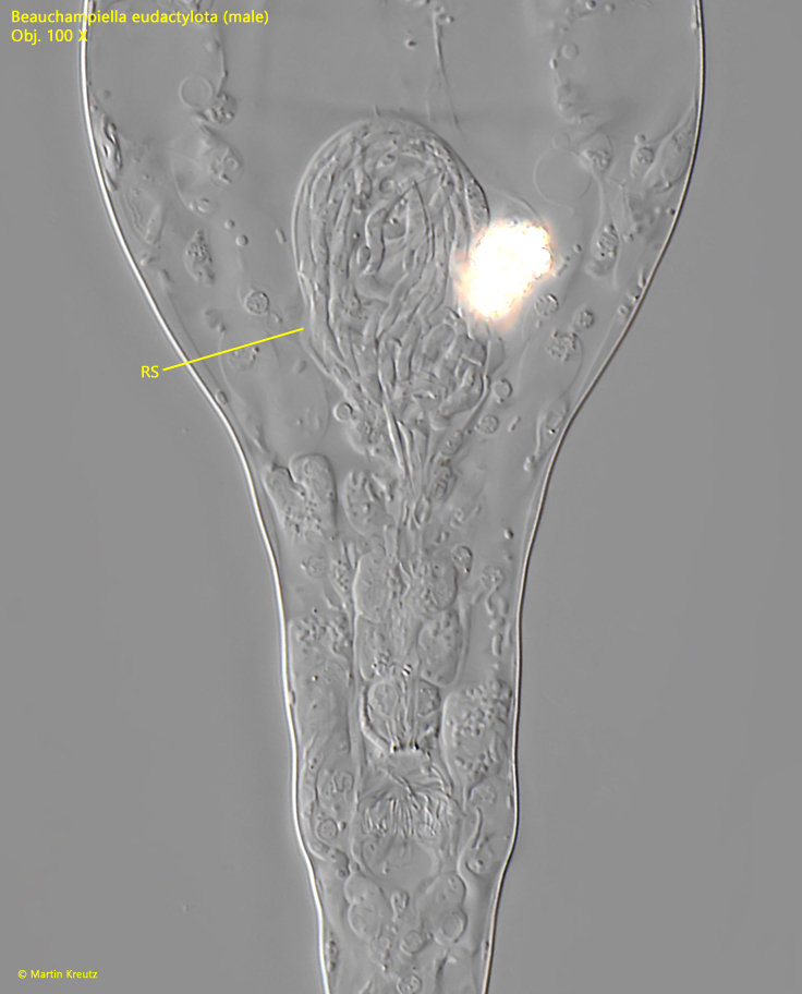 Beauchampiella-eudactylota