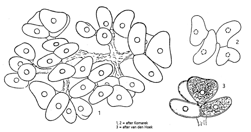 Dimorphococcus-lunatus