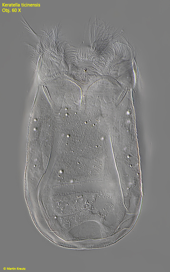 Keratella-ticinensis