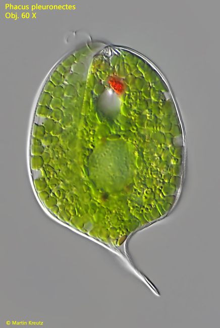 Phacus-pleuronectes