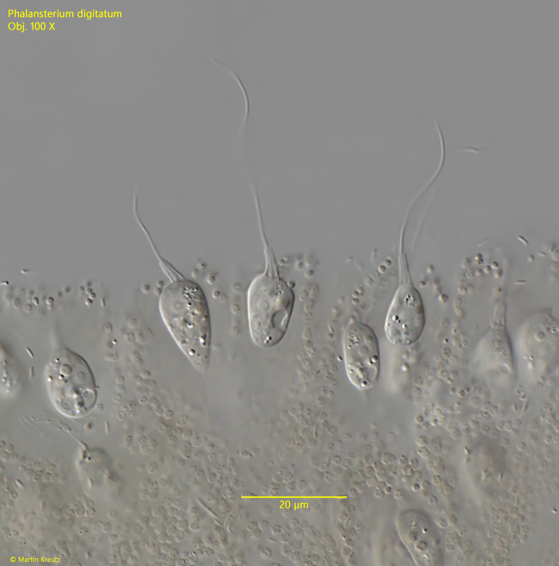 Phalansterium-digitatum