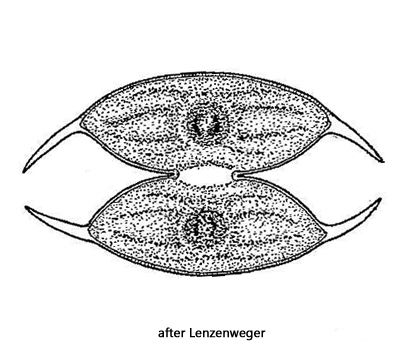 Staurodesmus-convergens