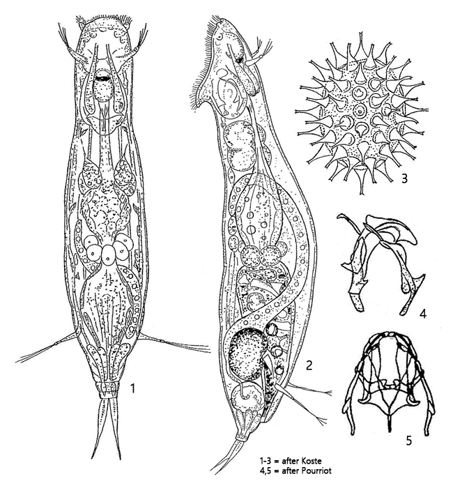 Tetrasiphon-hydrocora