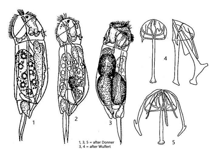 Cephalodella-sterea